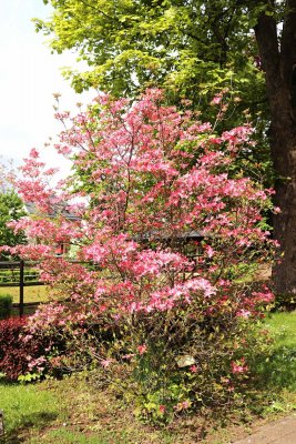 Cornus florida 'Cherokee Chief' - dřín květnatý - celek v květu
